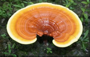 Ganoderma lucidum (Reishi)